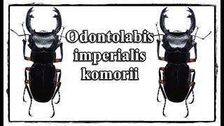 Odontolabis imperialis komorii - Präparation  Mounting