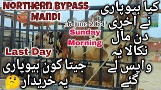 Northern Bypass Mandi Latest Update 16 June 2024 Last Day Season 2024  Cow Mandi 2024