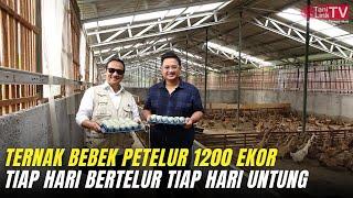 Ternak Bebek Petelur Kandang Premium Populasi Ribuan Tiap Hari Cuan