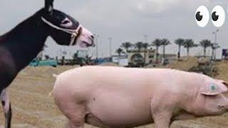 تخيل معى حيث يلتقى الحمار والخنزير ؟ حيوانات ولكن؟  سفاري عربي donkey and pig