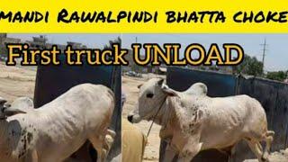 islamabad cow mandi 2022 latest update#bhatta chowk mandi 2022 today update#mandi 2022