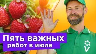 ЧТО ДЕЛАТЬ С КЛУБНИКОЙ ПОСЛЕ ПЛОДОНОШЕНИЯ? 5 важных работ от которых зависит будущий урожай