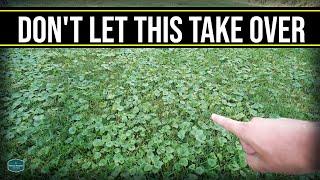 This Will Take Over Your Lawn  Get Rid Of Creeping Charlie Ground Ivy Wild Violet