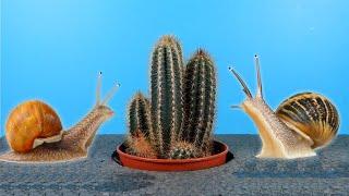 CAN SNAILS EAT A SPINEY CACTUS?