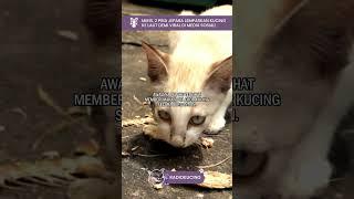 Miris 2 Pria Jepara lemparkan kucing ke laut demi viral di media sosial  Radio Kucing #shorts