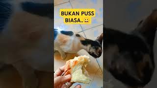 kucing kesayangan #kucinglucu #kucing