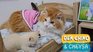 Dek Chiko & Cheysa. funny video cute cat animal trending viral kucing pet anjing channel youtube ai