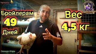 Бройлерам 49 Дней Вес 45 кг Содержание в Клетках.