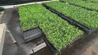 Can You Root Citrus Rootstock Cuttings? - Madison Citrus Nursery