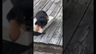 2 Month Old Rottweiler Puppy