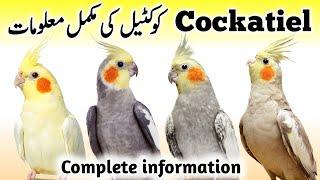 Cockatiel Birds Breeding Tips  Cockatiel Bird Food Box and Cage Size  Cocktail Parrot Male Female