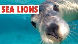 Funny Sea LionSeal Video Compilation  Dogs of the Sea