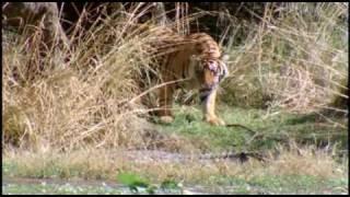 Tigress Machli Kills 14 foot long Crocodile 