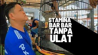 STAMINA BARBAR Tanpa Ulat HongkongMURAI MUDA Anaka Sebrang Hendri BKM #kicaumania #muraibatugacor