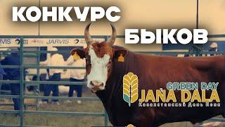 Самый крупный конкурс быков в Казахстане
