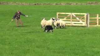 Irish National Sheepdog Trials 2016 JP McGees Glencregg SilverJnr