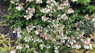 First quick garden walk round of the year 1st May 2023. What’s waking up ?