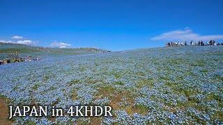 4K・ Flower mountain - Hitachi Seaside Park Ibaraki・4K HDR