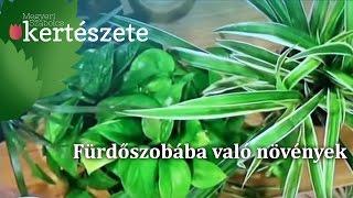 Fürdőszobába való növények