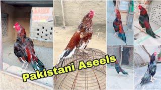 Pakistani Aseels Collection