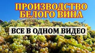 КАК МЫ СДЕЛАЛИ ЛУЧШЕЕ ШАРДОНЕ УКРАИНЫ. ТЕХНОЛОГИЯ СУХОГО ВИНА ПО БЕЛОМУ СПОСОБУ БЕЗ САХАРА И ВОДЫ