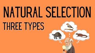 Natural Selection  3 Types 