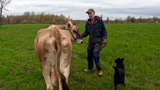 Can we get this cow to eat grass??   Farming with Draft Horses #633