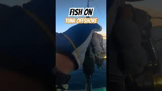 Offshore tuna jigging #viral #shortvideo #fish #story #adventure #fishvideo