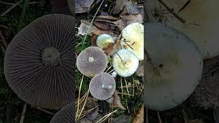 СТРОФАРИЯ НЕБЕСНО-ГОЛУБАЯ.Stropharia caerulea.