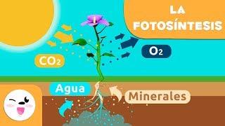 La fotosíntesis de las plantas  Ciencias naturales para niños