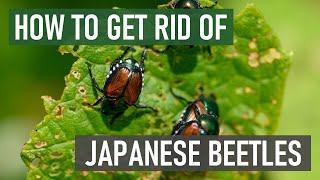 How to Get Rid of Japanese Beetles 4 Easy Steps