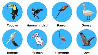 Birds Vocabulary A List Of 40+ Well Known Birds In English