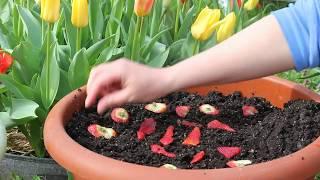 Planting Seeds From Store Bought Strawberries Episode 1