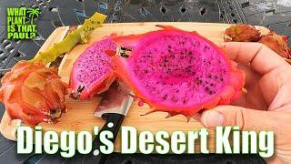 Diegos Desert King Seedling Taste and Review  ONE of the BEST DRAGON FRUIT EVER