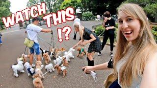 Speaking Japanese to Girls on Tokyo Streets Our 14 Dogs Shock Entire City