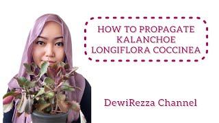 Propagate Kalanchoe Longiflora Coccinea