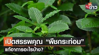 เปิดสรรพคุณ “พืชกระท่อม” แก้อาการอะไรบ้าง?  คนชนข่าว  24 ส.ค. 64