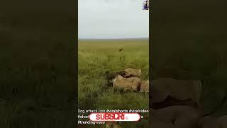 WOW Hyenas ATTACK LION #viralshorts #trendingvideo #shorts #reels #viralvideo #lion #ytshorts