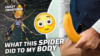 This Spider’s Bite Has the Most NSFW Side Effect