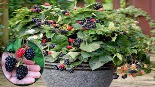 How To Grow Care And Harvesting Blackberry in pots - Gardening Tips