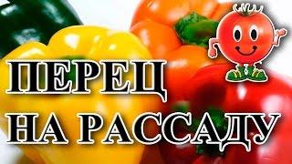 Посадка семян перцев в самокрутку  Замачивание семян в перекиси водорода