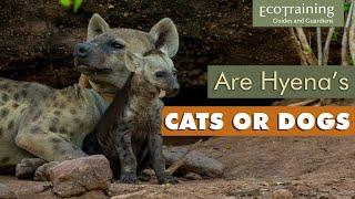 Everything you didn’t know about spotted hyenas  Animal Facts  EcoTraining