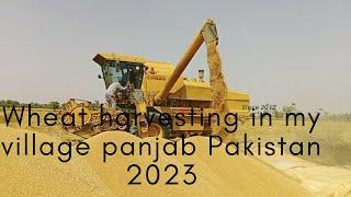 Wheat Harvesting in My Village Punjab Pakistan 2023 - Wheat Harvesting Season 2023