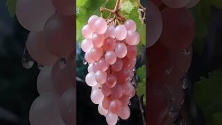 The Rare Pale Pink Grape You’ve Never Heard Of  #facts #fruit #japan