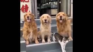 Its family photo time  Dogs and Cats video  Entertiantment Buffs #shorts