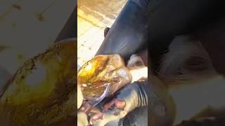 Cleaning of Hoof sole #shorts #asmr #satisfying #shortsvideo #foryou