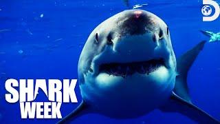 Most Heart-Pounding Moments from Shark Week Sharktacular 2016  Discovery