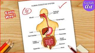 Human Digestive system Diagram Drawing  easy science project making - step by step