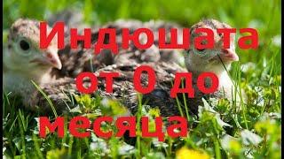 Индюшата от 0 до месяца. Мой опыт содержания кормления. Часть 1