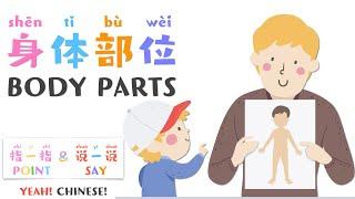 Body Parts in Mandarin Chinese  中文身体部位  Talking Flashcards in Mandarin Chinese  身体部位词卡